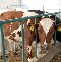 Vacas
